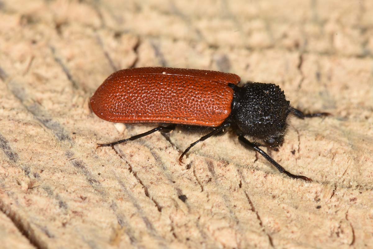 Bostrichidae: Bostrichus capucinus